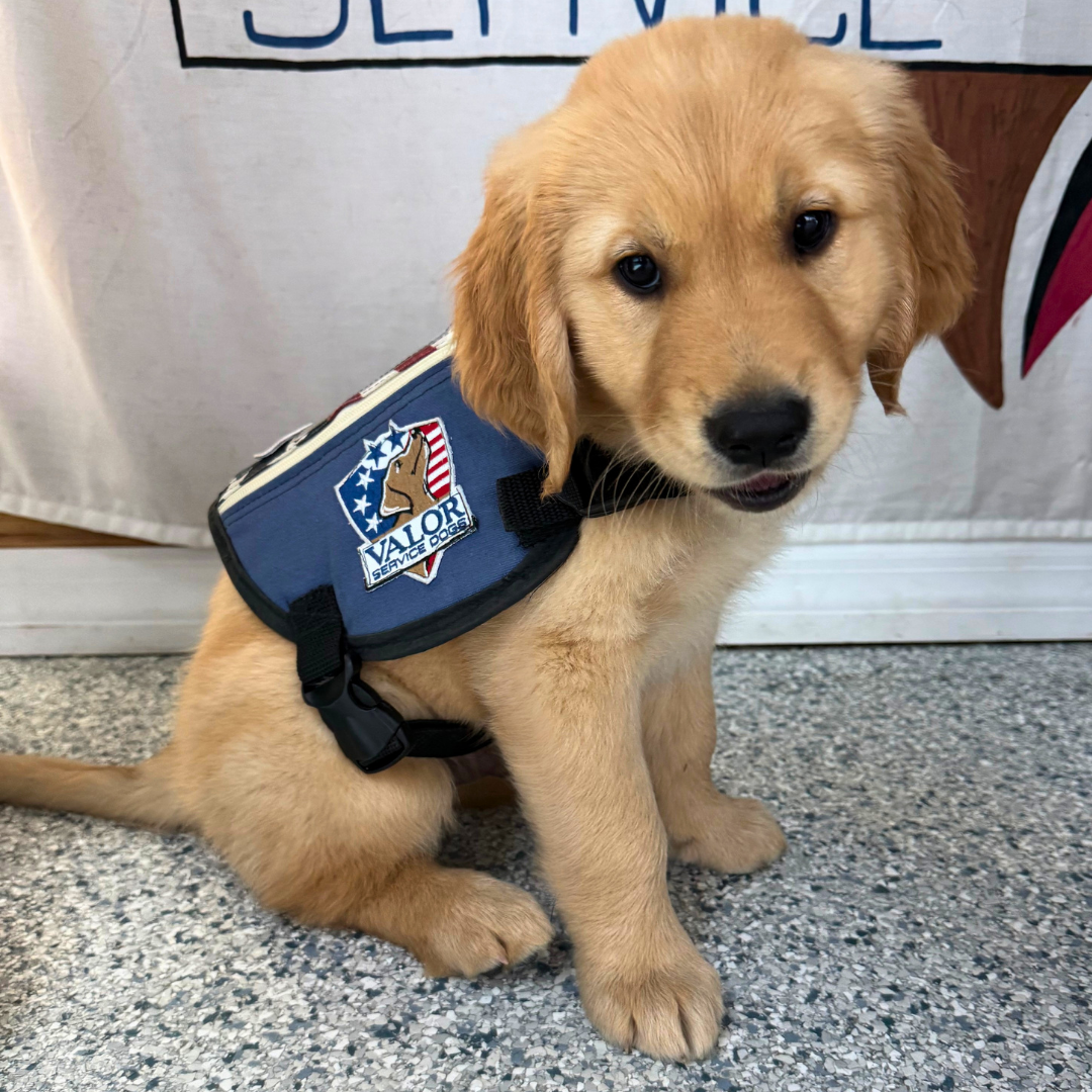 額装「忠犬」Dogs are very loyal Glover Valor — Valor Service Dogs